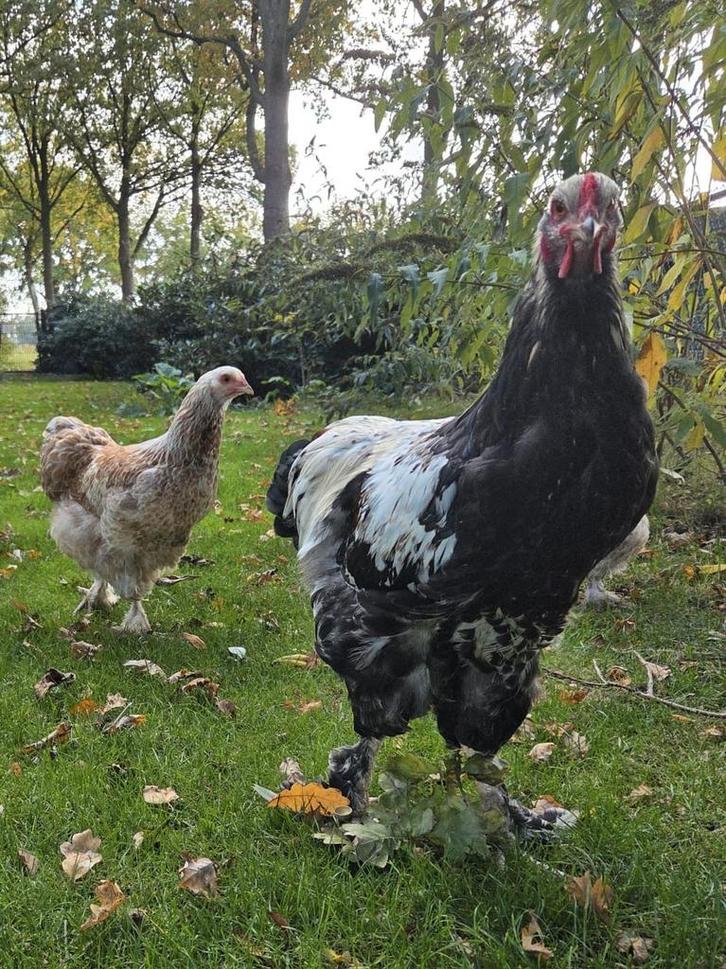Brahma mix haan (eventueel met Hen), Dieren en Toebehoren, Pluimvee, Kip, Mannelijk