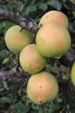 Chaenomeles Cathayensis - Chinese kwee, Ophalen of Verzenden, Overige soorten, Minder dan 100 cm