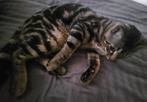 Kater (kruising Savannahen Britsekorthaar), Kater, Gechipt