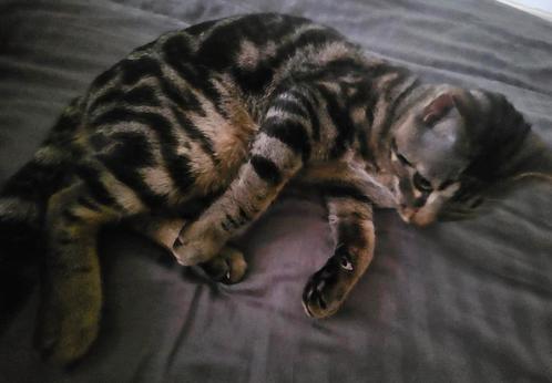 Kater (kruising Savannahen Britsekorthaar), Dieren en Toebehoren, Katten en Kittens | Raskatten | Korthaar, Kater, Gechipt