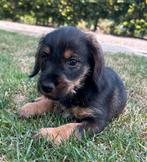 Teckel pups, Teef, Dwerg, Eén hond, Ruwhaar