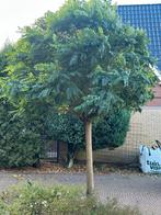 Bolacacia (3,5m) zelf uitgraven, Ophalen, Bolboom, 250 tot 400 cm