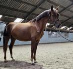 Knappe 4 jarige vos merrie drachtig van Magic Mckee L, Dieren en Toebehoren, Paarden, Merrie, Gechipt, Dressuurpaard, 3 tot 6 jaar