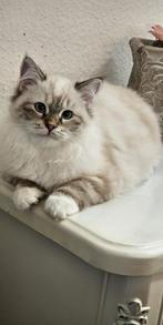 Siberische Neva Masquerade Kittens met Stamboom, Dieren en Toebehoren, Katten en Kittens | Raskatten | Langhaar, Meerdere dieren