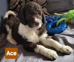 Goldendoodles f1b (labradoodle doodle poedel golden), Overige rassen, CDV (hondenziekte), 8 tot 15 weken, Meerdere
