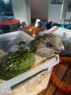 Bonte boer tam (jong), Meerdere dieren, Papegaai