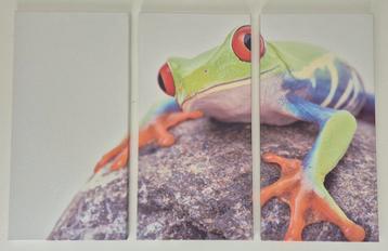 Drieluik foto op canvas van roodoogboomkikker beschikbaar voor biedingen