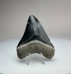 Donker blauwe Megalodon tand uit Bone Valley, Florida, Verzamelen, Ophalen of Verzenden, Fossiel