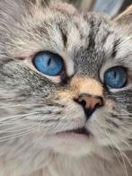 TER DEKKING: Prachtige Neva Masquerade, Hypoallergeen, Dieren en Toebehoren, Katten en Kittens | Dekkaters, 3 tot 5 jaar