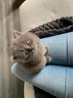 Britse korthaar kittens (kater en poesje), Dieren en Toebehoren, Katten en Kittens | Raskatten | Korthaar, Meerdere dieren, Ontwormd