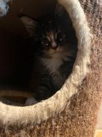 Maine coon, Poes
