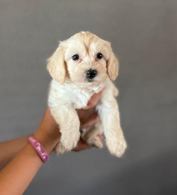 Maltipoo-Puppy’s te koop - 3 Reutjes  beschikbaar voor biedingen