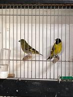 Zwartkopsijs koppel, Meerdere dieren, Wildzangvogel