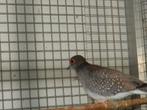 diamand duifje, Dieren en Toebehoren, Vogels | Duiven, Vrouwelijk, Overige soorten
