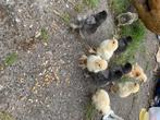 Brahma kuikens, Dieren en Toebehoren, Pluimvee, Geslacht onbekend, Kip