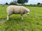 Witte texelaar dekram, ramlam, Dieren en Toebehoren, Schapen, Geiten en Varkens, Mannelijk, Schaap, 0 tot 2 jaar