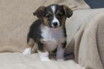 Welsh Corgi Cardigan  x Beagle pups, Dieren en Toebehoren, Nederland, CDV (hondenziekte), 8 tot 15 weken, Meerdere