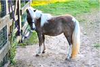 Uniek AMHA/nmprs minipaard aangeboden, Dieren en Toebehoren, Pony's, Gechipt, Niet van toepassing, 0 tot 2 jaar, Hengst