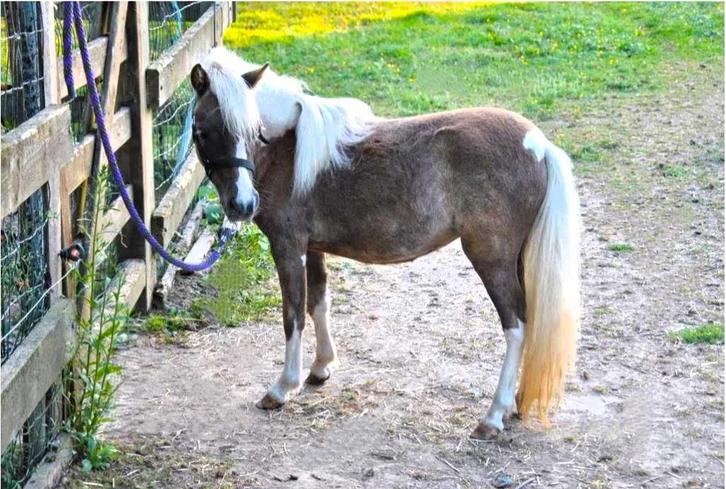 Unieke kans, koppel AMHA/nmprs minipaarden, Dieren en Toebehoren, Pony's, Hengst, Niet van toepassing, A pony (tot 1.17m), Recreatiepony