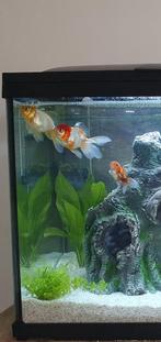 Weg vanwege lek aquarium, 3 sluierstaarten, Dieren en Toebehoren, Vissen | Aquariumvissen, Vis