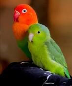 Forpus en Agapornis koppel zoeken een thuis, Dieren en Toebehoren, Meerdere dieren, Dwergpapegaai of Agapornis, Tam