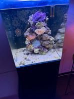 Leeg zeeaquarium   Blue marine compleet met  apperstuur, Ophalen of Verzenden, Zo goed als nieuw