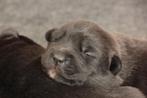 #Aussiedor#  Labrador x Australische herder pups, Dieren en Toebehoren, Particulier, Meerdere, 8 tot 15 weken, Meerdere dieren