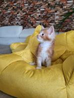 Maine Coon met stamboom en twee jaar garantie!, Meerdere dieren, Gechipt, 0 tot 2 jaar