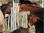 Hooiruif, Hooiruiven, Voerruif, Ruif, Ruiven, Dieren en Toebehoren, Stalling en Weidegang, Weidegang, 4 paarden of pony's of meer