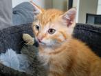 Lieve kittens (rode kater nog beschikbaar), Kater, Kortharig, 0 tot 2 jaar