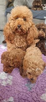 Hele mooie bear face toy poedel pup reu donker rood, Poedel, Reu, Eén hond, Nederland
