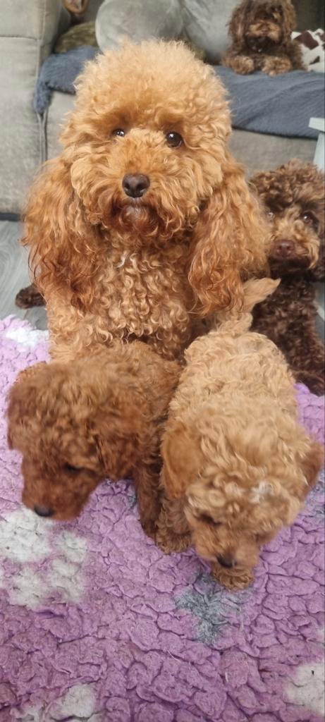 Hele mooie bear face toy poedel pup reu donker rood, Dieren en Toebehoren, Honden | Chihuahua's en Gezelschapshonden, Reu, Poedel