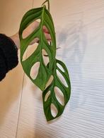 monstera adansonii indo stek, Huis en Inrichting, Kamerplanten, Ophalen of Verzenden, Overige soorten, Minder dan 100 cm