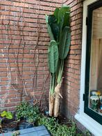 Grote  bananen boom nep leuk als deco, Tuin en Terras, Planten | Bomen, Ophalen of Verzenden, Volle zon, Overige soorten, 100 tot 250 cm
