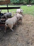 Rouge l'quest ramlammeren, Dieren en Toebehoren, Schapen, Geiten en Varkens, Mannelijk, Schaap