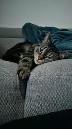 Lieve jonge binnenpoes Luni, Dieren en Toebehoren, Katten en Kittens | Overige Katten, Poes