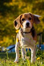 beagle pup, Beagle, 15 weken tot 1 jaar, Rabiës (hondsdolheid), Teef