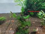 bucephalandra, crepidomanes, anubias, fissidens, varen, mos, Plant(en), Steen of Hout, Ophalen of Verzenden, Zo goed als nieuw