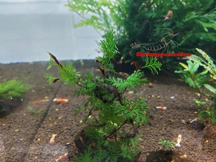 bucephalandra, crepidomanes, anubias, fissidens, varen, mos, Dieren en Toebehoren, Vissen | Aquaria en Toebehoren, Zo goed als nieuw