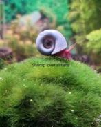 Mooie posthoorn slakken diverse kleuren beschikbaar, Dieren en Toebehoren, Vissen | Aquariumvissen, Slak of Weekdier, Zoetwatervis