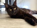 Maine coon xxl kitten met kampioen stamboom Russisch lijn, Dieren en Toebehoren, Katten en Kittens | Raskatten | Langhaar, Poes