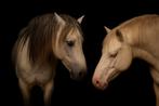 Ter dekking: supermooie appaloosa PALOMINO (v: Pjotr), Dieren en Toebehoren, Hengst