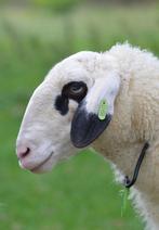 Brilschaap ooien en rammen / dekrammen brilschapen, Dieren en Toebehoren, Meerdere dieren, Schaap