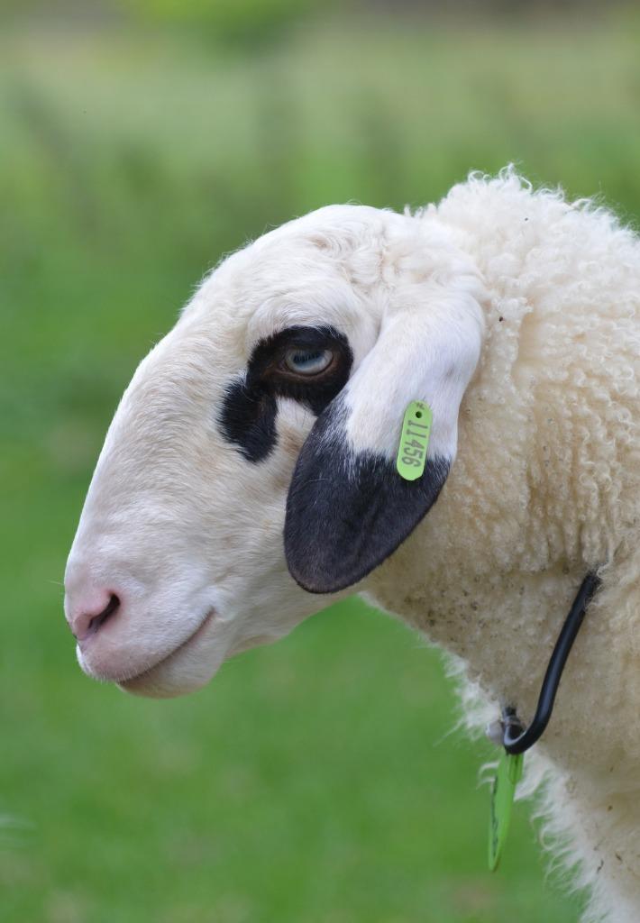 Brilschaap ooien en rammen / dekrammen brilschapen, Dieren en Toebehoren, Schapen, Geiten en Varkens, Schaap, Meerdere dieren