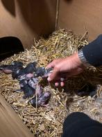 Mooie middelgrote konijnen, Dieren en Toebehoren, Geslacht onbekend, Groot, Hangoor