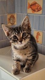 Zeer vriendelijke kittens,  een zwart, en gestript bruin., Dieren en Toebehoren, Katten en Kittens | Overige Katten, Kater