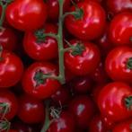 Honing tomaatjes plantjes, gewortelde zaailingen, Diversen, Levensmiddelen, Ophalen