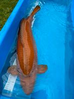 Beul van een unieke chocolade kleur chagoi 77 cm, Karper of Koi