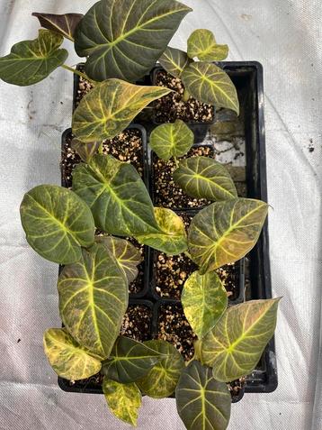 Alocasia Regal Shields aurea variegata beschikbaar voor biedingen