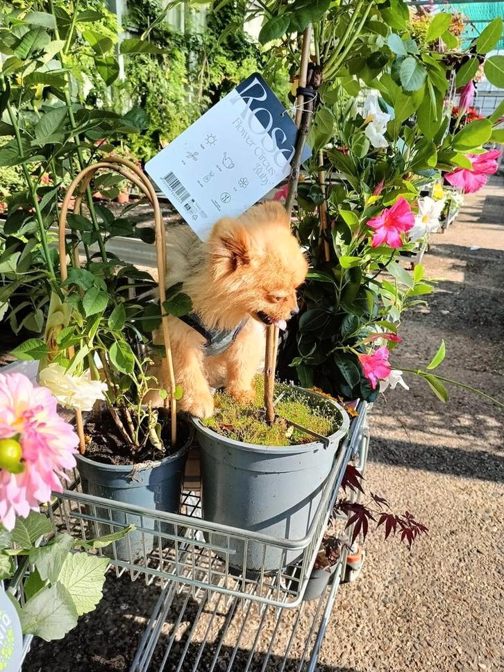 Mico zoekt een lief zorgzaam baasje, Dieren en Toebehoren, Honden | Chihuahua's en Gezelschapshonden, Reu, Overige rassen, Particulier